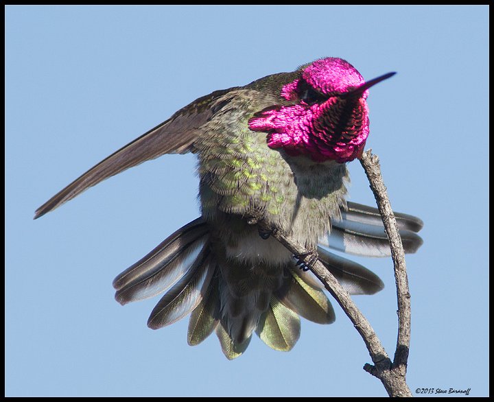 _3SB4510 annas hummingbird.jpg